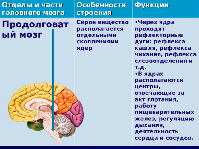 В каком отделе мозга расположены центры обеспечивающие. Рефлекторные функции отделов мозга. Серое вещество головного мозга функции. Особенности строения продолговатого мозга таблица. Передний мозг особенности строения и функции.