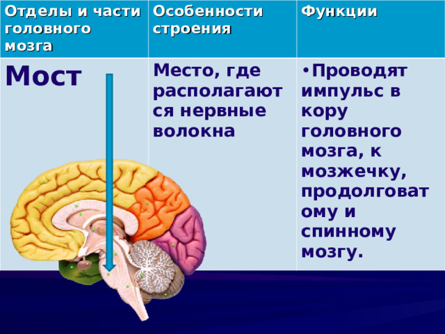 Отделы и части головного мозга Особенности строения Мост Функции Место, где располагаются нервные волокна Проводят импульс в кору головного мозга, к мозжечку, продолговатому и спинному мозгу. 
