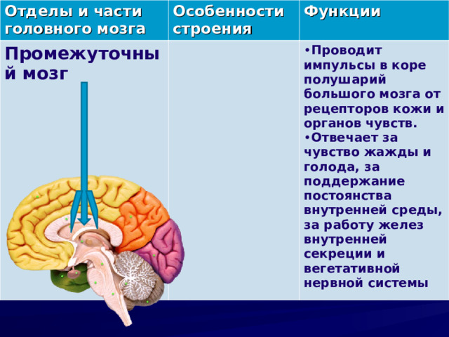 Отделы и части головного мозга Особенности строения Промежуточный мозг Функции Проводит импульсы в коре полушарий большого мозга от рецепторов кожи и органов чувств. Отвечает за чувство жажды и голода, за поддержание постоянства внутренней среды, за работу желез внутренней секреции и вегетативной нервной системы 