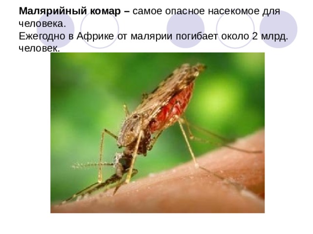  Малярийный комар – самое опасное насекомое для  человека.  Ежегодно в Африке от малярии погибает около 2 млрд. человек.   