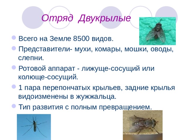  Отряд Двукрылые Всего на Земле 8500 видов. Представители- мухи, комары, мошки, оводы, слепни. Ротовой аппарат - лижуще-сосущий или колюще-сосущий. 1 пара перепончатых крыльев, задние крылья видоизменены в жужжальца. Тип развития с полным превращением. 