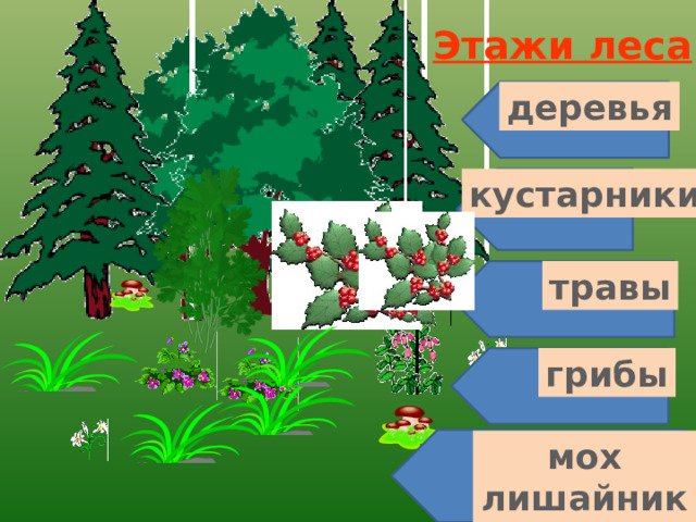 Сказка этажи леса. Этажи леса для дошкольников. Ярусы леса схема. Природное сообщество лес. Этажи леса картинки для детей дошкольников.