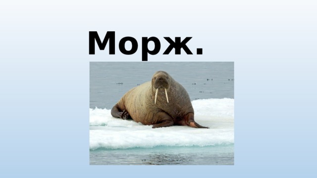 Моржи звуковая схема