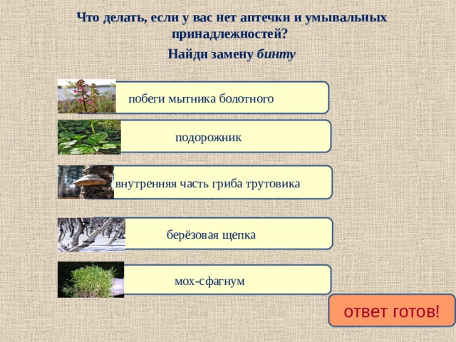 Что делать, если у вас нет аптечки и умывальных принадлежностей? Найди замену бинту побеги мытника болотного подорожник внутренняя часть гриба трутовика берёзовая щепка мох-сфагнум ответ готов!  