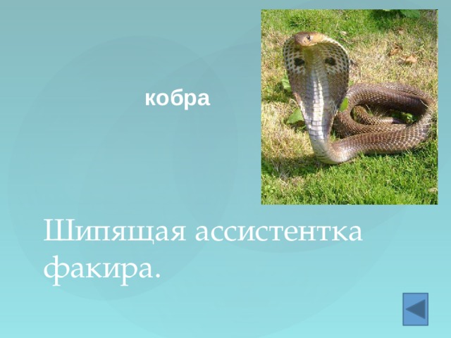 кобра Шипящая ассистентка факира. 