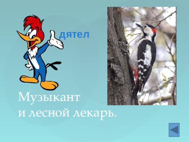дятел Музыкант  и лесной лекарь. 