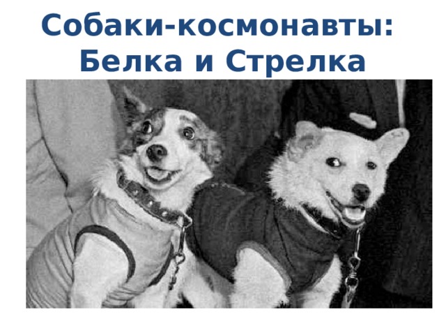 Собаки-космонавты:  Белка и Стрелка 