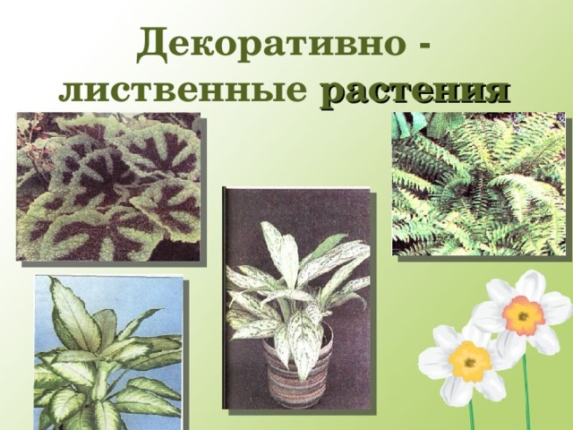 Декоративно - лиственные растения  