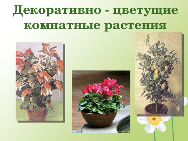 Декоративно - цветущие комнатные растения  