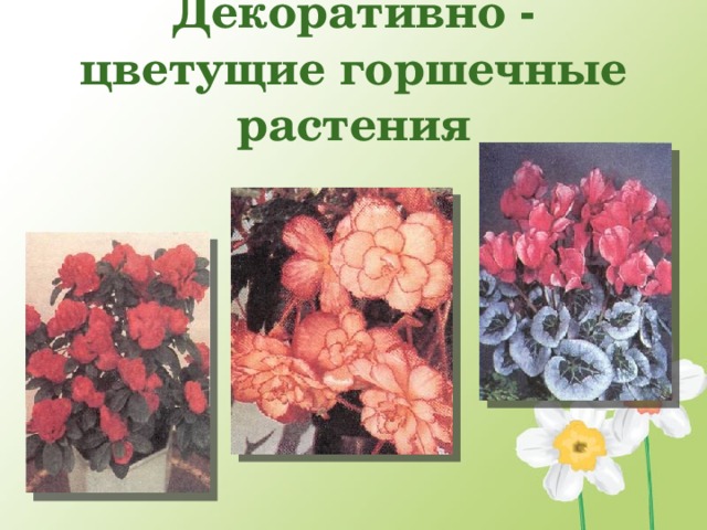 Декоративно - цветущие горшечные растения  