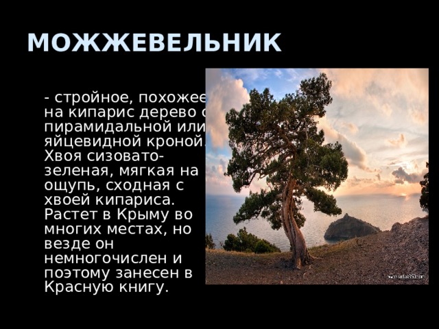 МОЖЖЕВЕЛЬНИК  - стройное, похожее на кипарис дерево с пирамидальной или яйцевидной кроной. Хвоя сизовато-зеленая, мягкая на ощупь, сходная с хвоей кипариса. Растет в Крыму во многих местах, но везде он немногочислен и поэтому занесен в Красную книгу. 
