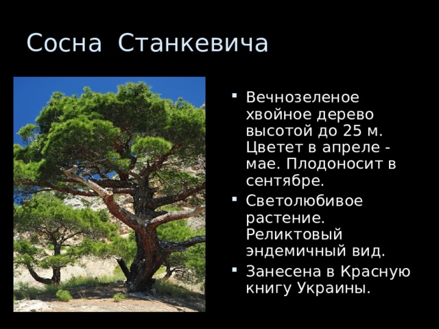 Вечнозеленое хвойное дерево высотой до 25 м. Цветет в апреле - мае. Плодоносит в сентябре. Светолюбивое растение. Реликтовый эндемичный вид. Занесена в Красную книгу Украины. 