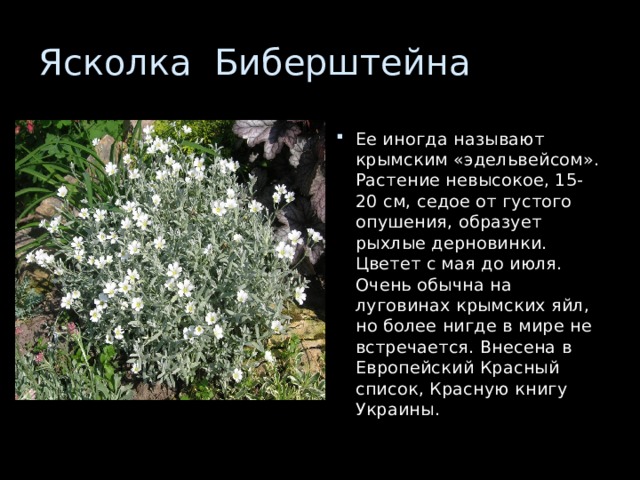 Ее иногда называют крымским «эдельвейсом». Растение невысокое, 15-20 см, седое от густого опушения, образует рыхлые дерновинки. Цветет с мая до июля. Очень обычна на луговинах крымских яйл, но более нигде в мире не встречается. Внесена в Европейский Красный список, Красную книгу Украины. 