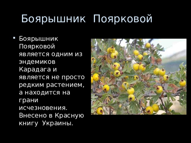 Боярышник Поярковой является одним из эндемиков Карадага и является не просто редким растением, а находится на грани исчезновения. Внесено в Красную книгу Украины. 