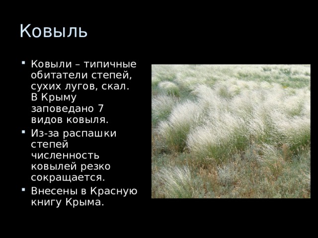 Ковыли – типичные обитатели степей, сухих лугов, скал. В Крыму заповедано 7 видов ковыля. Из-за распашки степей численность ковылей резко сокращается. Внесены в Красную книгу Крыма. 