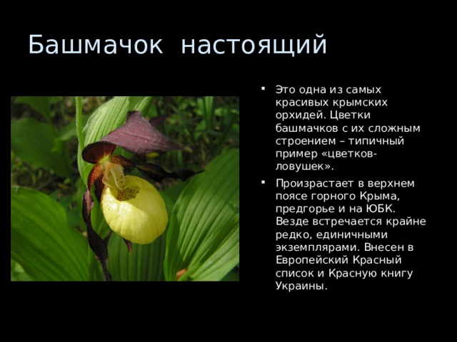 Это одна из самых красивых крымских орхидей. Цветки башмачков с их сложным строением – типичный пример «цветков-ловушек». Произрастает в верхнем поясе горного Крыма, предгорье и на ЮБК. Везде встречается крайне редко, единичными экземплярами. Внесен в Европейский Красный список и Красную книгу Украины. 