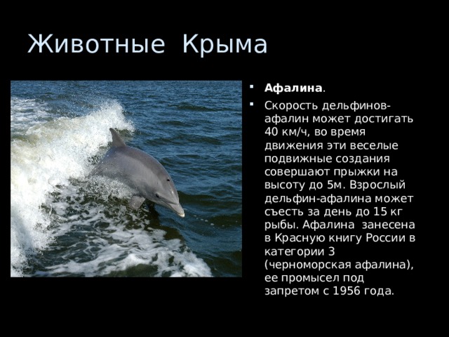 Афалина . Скорость дельфинов-афалин может достигать 40 км/ч, во время движения эти веселые подвижные создания совершают прыжки на высоту до 5м. Взрослый дельфин-афалина может съесть за день до 15 кг рыбы. Афалина занесена в Красную книгу России в категории 3 (черноморская афалина), ее промысел под запретом с 1956 года. 