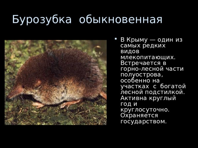 В Крыму — один из самых редких видов млекопитающих. Встречается в горно-лесной части полуострова, особенно на участках с богатой лесной подстилкой. Активна круглый год и круглосуточно. Охраняется государством. 