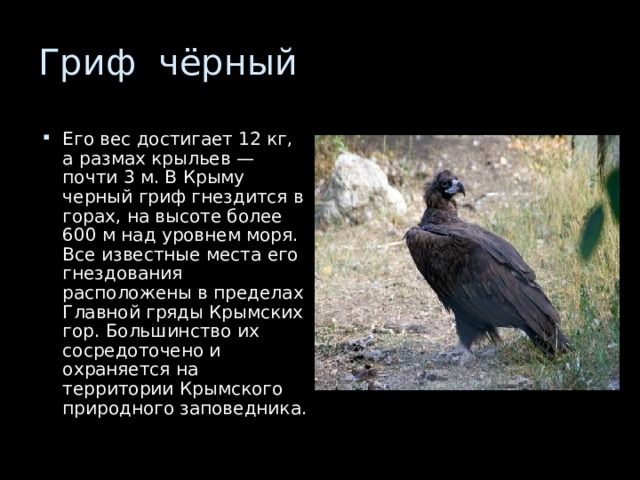 Его вес достигает 12 кг, а размах крыльев — почти 3 м. В Крыму черный гриф гнездится в горах, на высоте более 600 м над уровнем моря. Все известные места его гнездования расположены в пределах Главной гряды Крымских гор. Большинство их сосредоточено и охраняется на территории Крымского природного заповедника. 