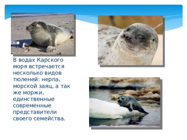 В водах Карского моря встречается несколько видов тюленей: нерпа, морской заяц, а так же моржи, единственные современные представители своего семейства. 
