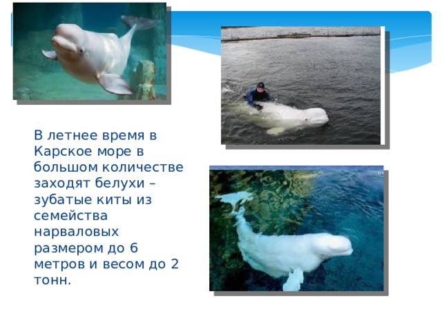 В летнее время в Карское море в большом количестве заходят белухи – зубатые киты из семейства нарваловых размером до 6 метров и весом до 2 тонн. 