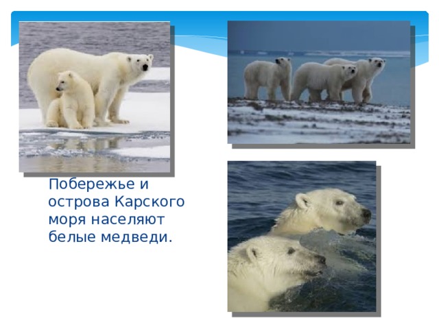 Побережье и острова Карского моря населяют белые медведи. 