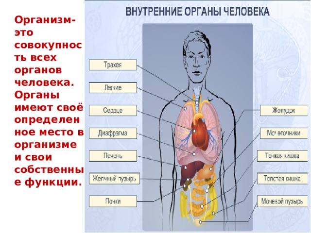 Презентация:  Внутренние органы человека.