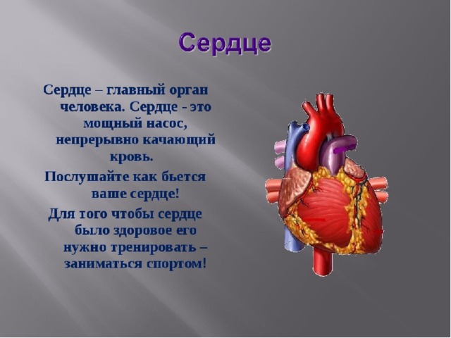 В которых любому органу будет. Строение сердца презентация доклад. Внутренние органы сердце. Рассказ про сердце человека.