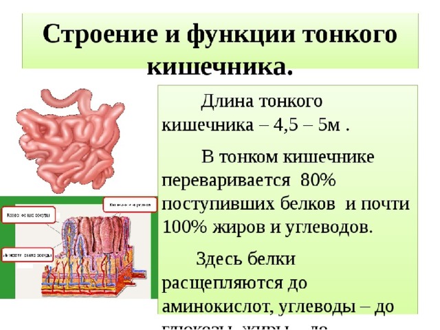 Презентация по биологии 8 класс пищеварение в кишечнике всасывание питательных веществ