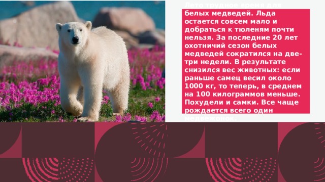 Лето трудное время для белых медведей. Льда остается совсем мало и добраться к тюленям почти нельзя. За последние 20 лет охотничий сезон белых медведей сократился на две-три недели. В результате снизился вес животных: если раньше самец весил около 1000 кг, то теперь, в среднем на 100 килограммов меньше. Похудели и самки. Все чаще рождается всего один медвежонок.  