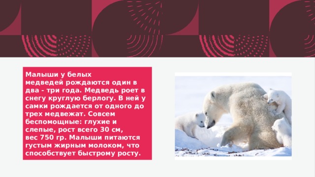День полярного медведя презентация. Презентация Международный день полярного медведя в старшей группе. 27 Февраля день полярного медведя презентация детский сад. День полярного медведя мероприятия в библиотеке. Медвежата родились в берлоге
