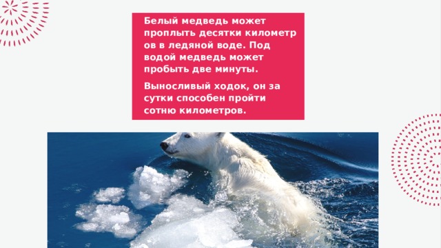 Белый медведь может проплыть десятки километров в ледяной воде. Под водой медведь может пробыть две минуты. Выносливый ходок, он за сутки способен пройти сотню километров. 