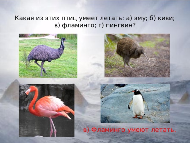 Какая из этих птиц умеет летать: а) эму; б) киви; в) фламинго; г) пингвин? в) Фламинго умеют летать.   