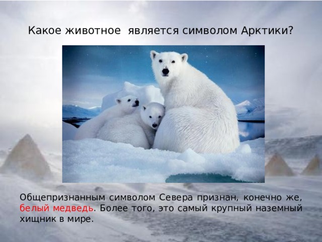 Какое животное является символом Арктики?   Общепризнанным символом Севера признан, конечно же, белый медведь . Более того, это самый крупный наземный хищник в мире. 