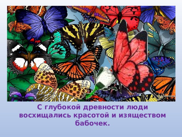 С глубокой древности люди восхищались красотой и изяществом бабочек. 