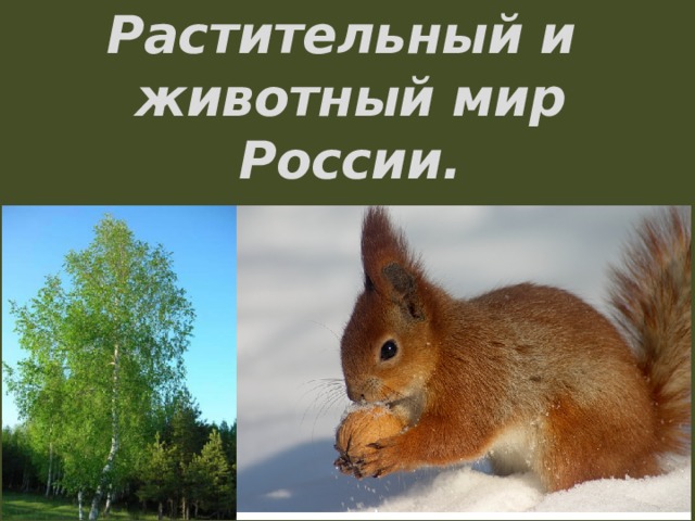 Растительный и  животный мир России. 