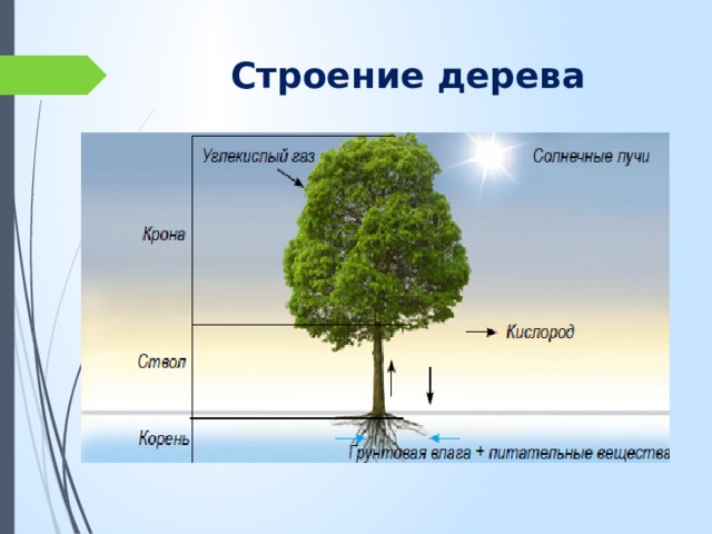 Строение дерева. Анатомия дерева. Строение деревца. Структура дерева.