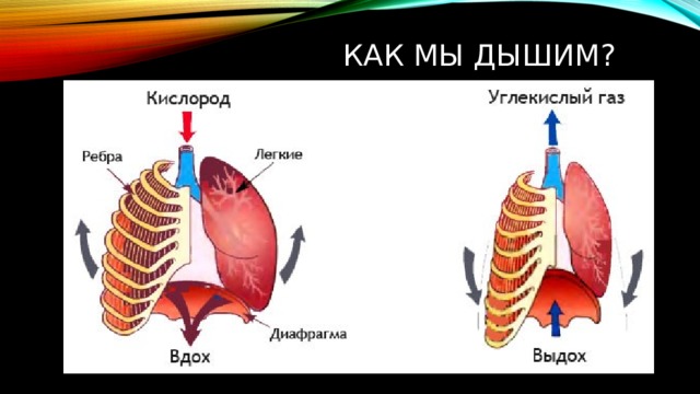 КАК МЫ ДЫШИМ?