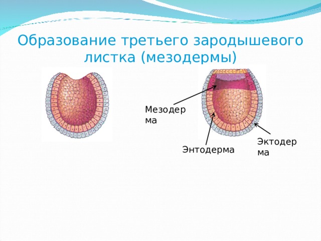 Нервная система образуется из мезодермы