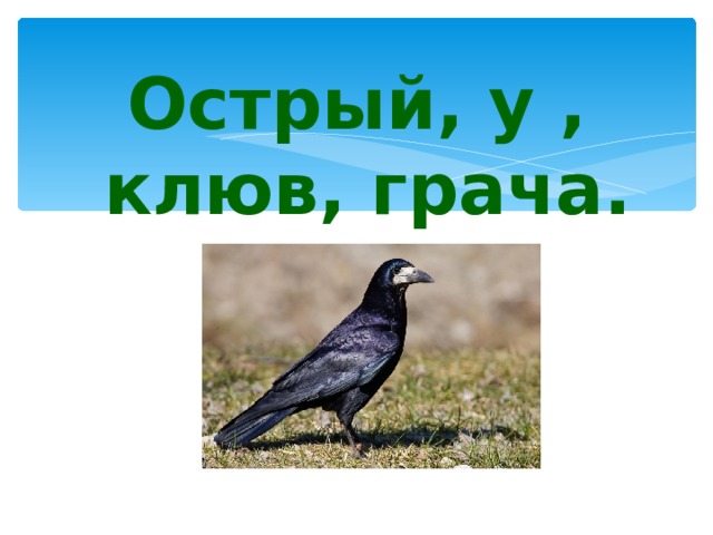 Острый, у , клюв, грача. 