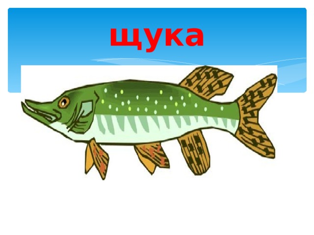 щука 