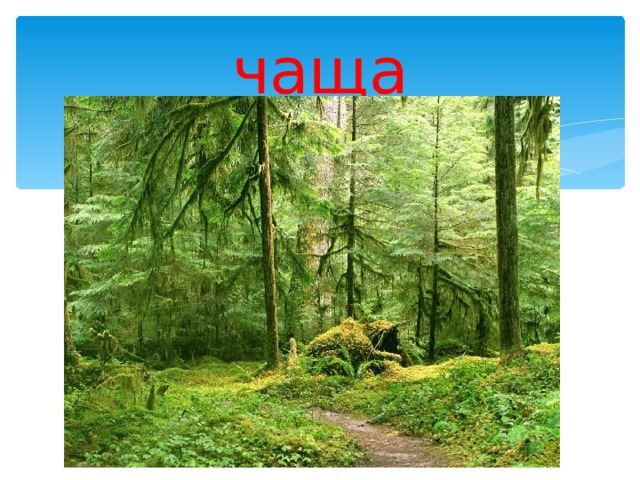 чаща 