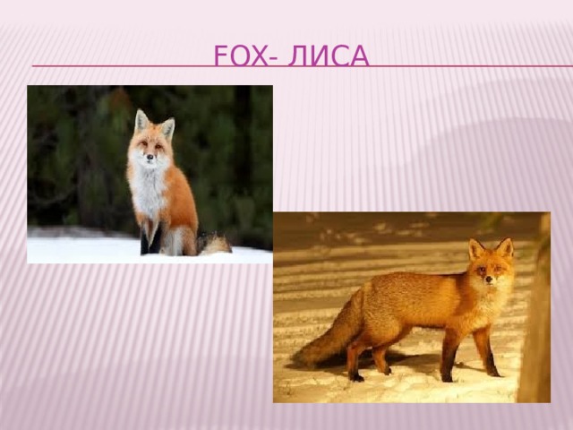 Fox- лиса 