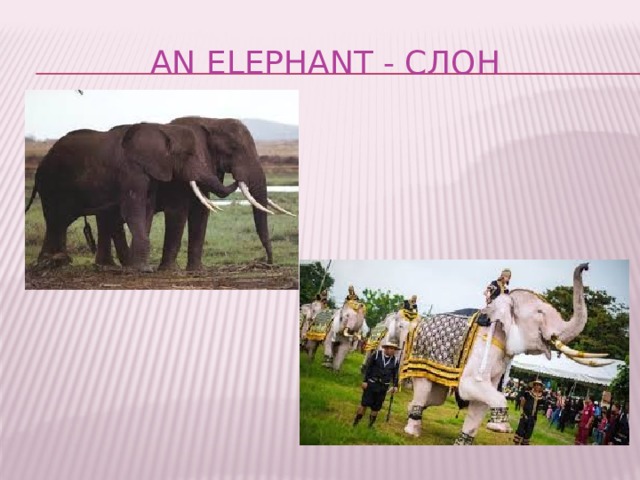 An elephant - слон 