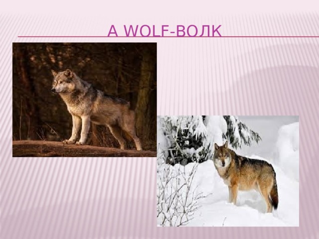  A wolf-волк 