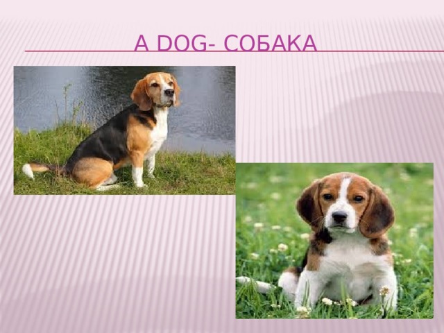 A dog- собака 