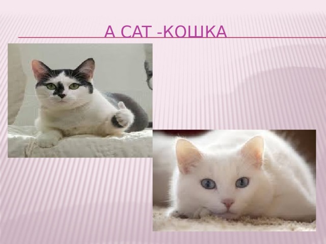 A cat -кошка 