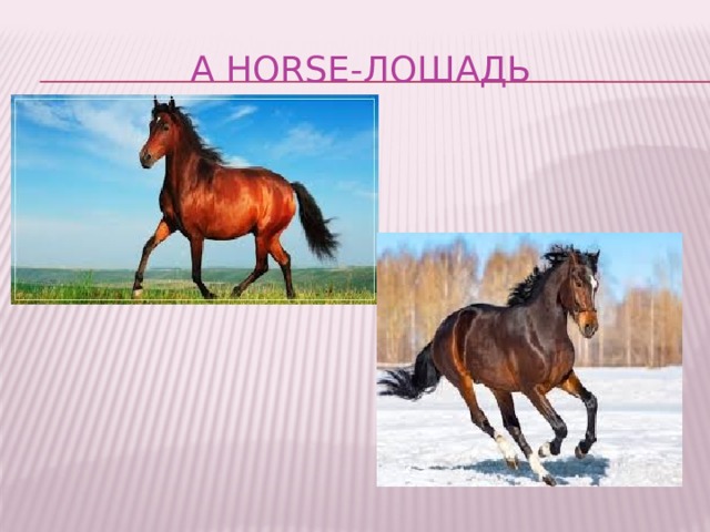 A horse-лошадь 