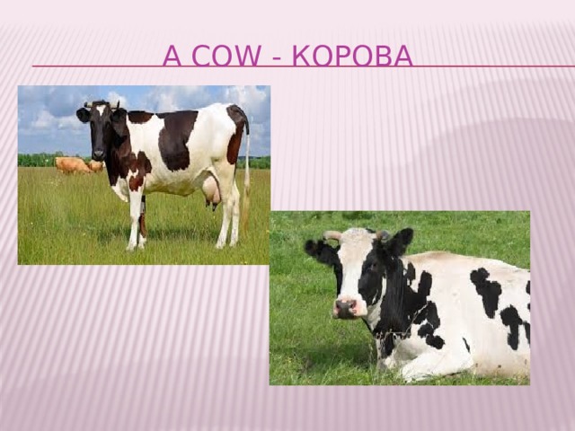 A cow - корова 