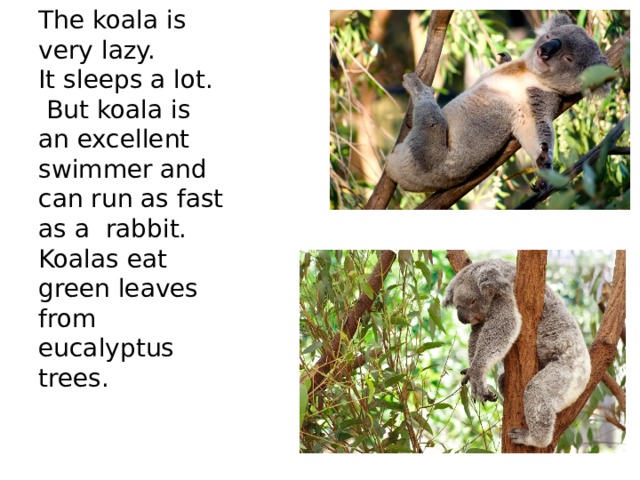 Runs very well. Koala is the Lazy. Koala Swim Beach. Can Koalas Swim. Which Australian animals have got a Pouch.
